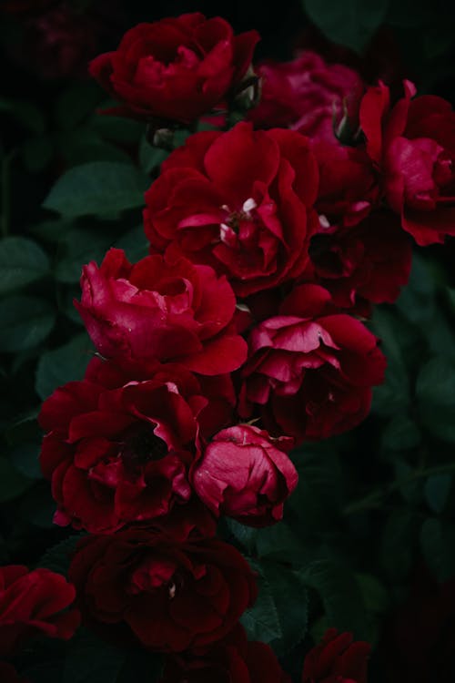 Gratis Bunga Merah Foto Stok