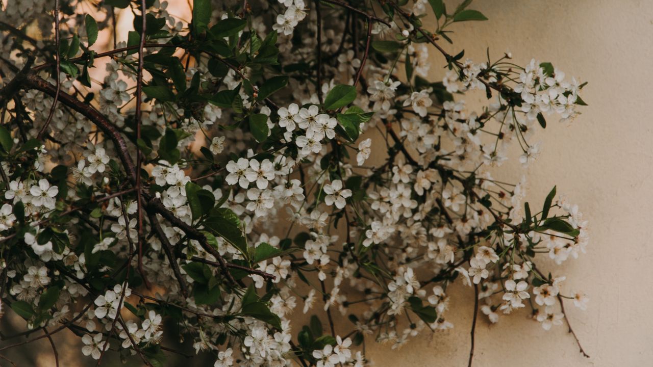beautiful white cherry blossoms in full bloom against a warm colored w