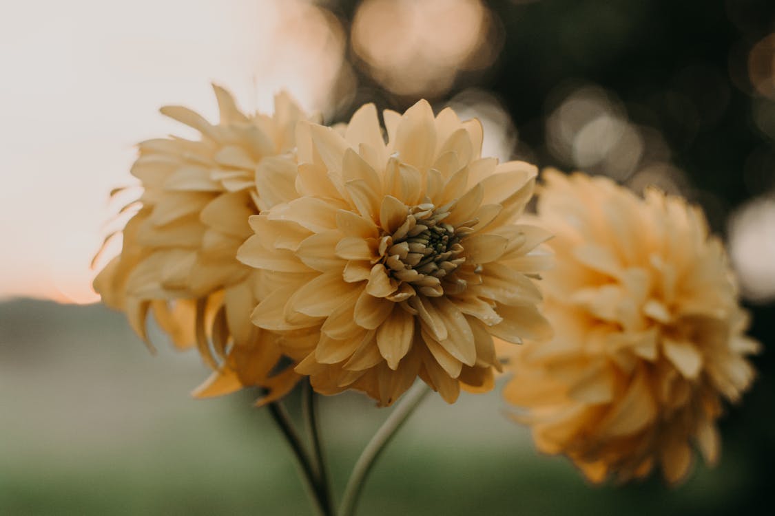 免费 黄色的花瓣花的特写照片 素材图片
