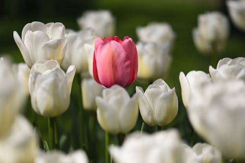 Photo of a Pink Tulip Near White Tulips