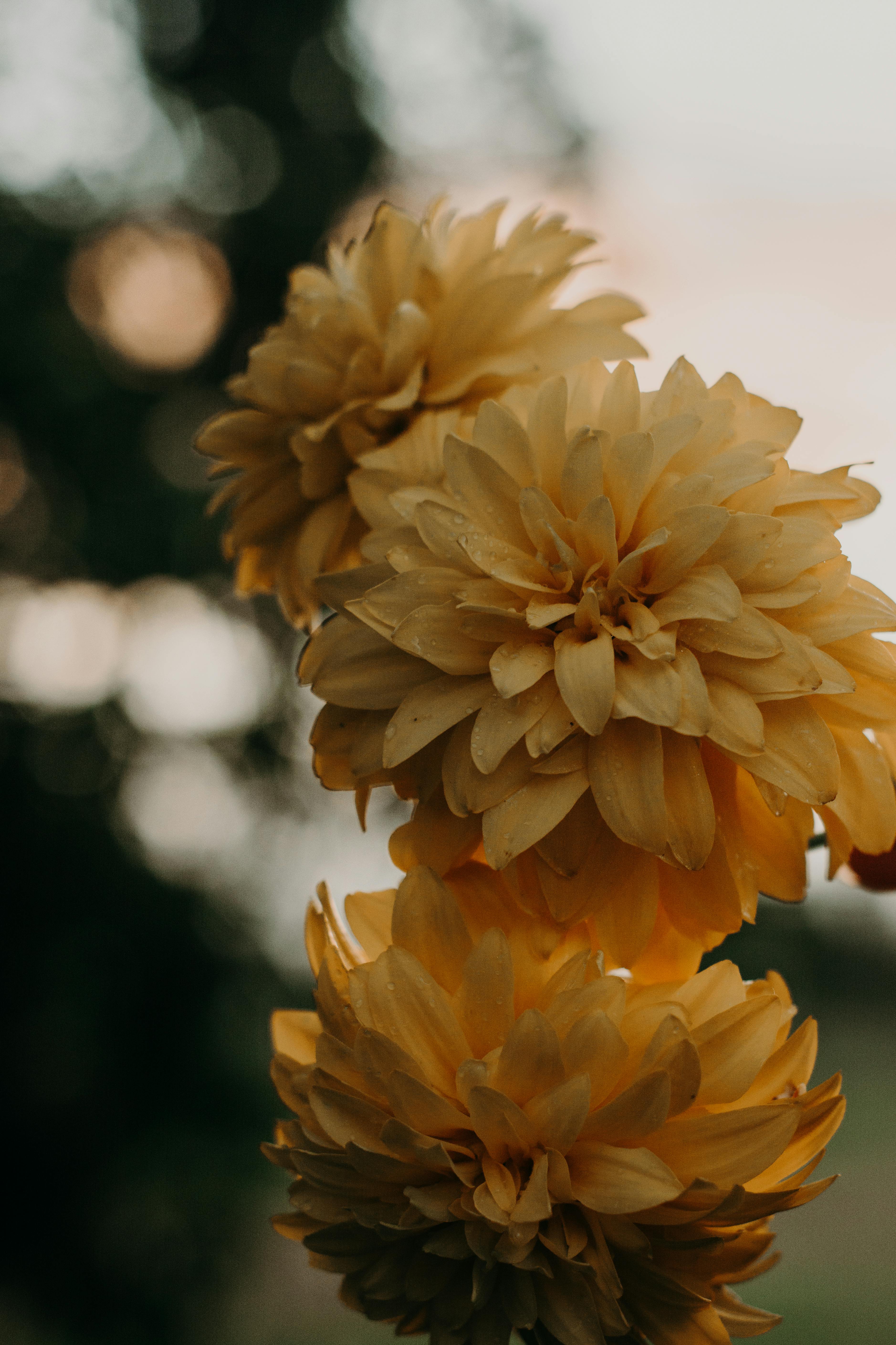 特写镜头中，美丽的黄色大丽花以柔和的焦点与深色背景相衬，突出了其精致的花瓣