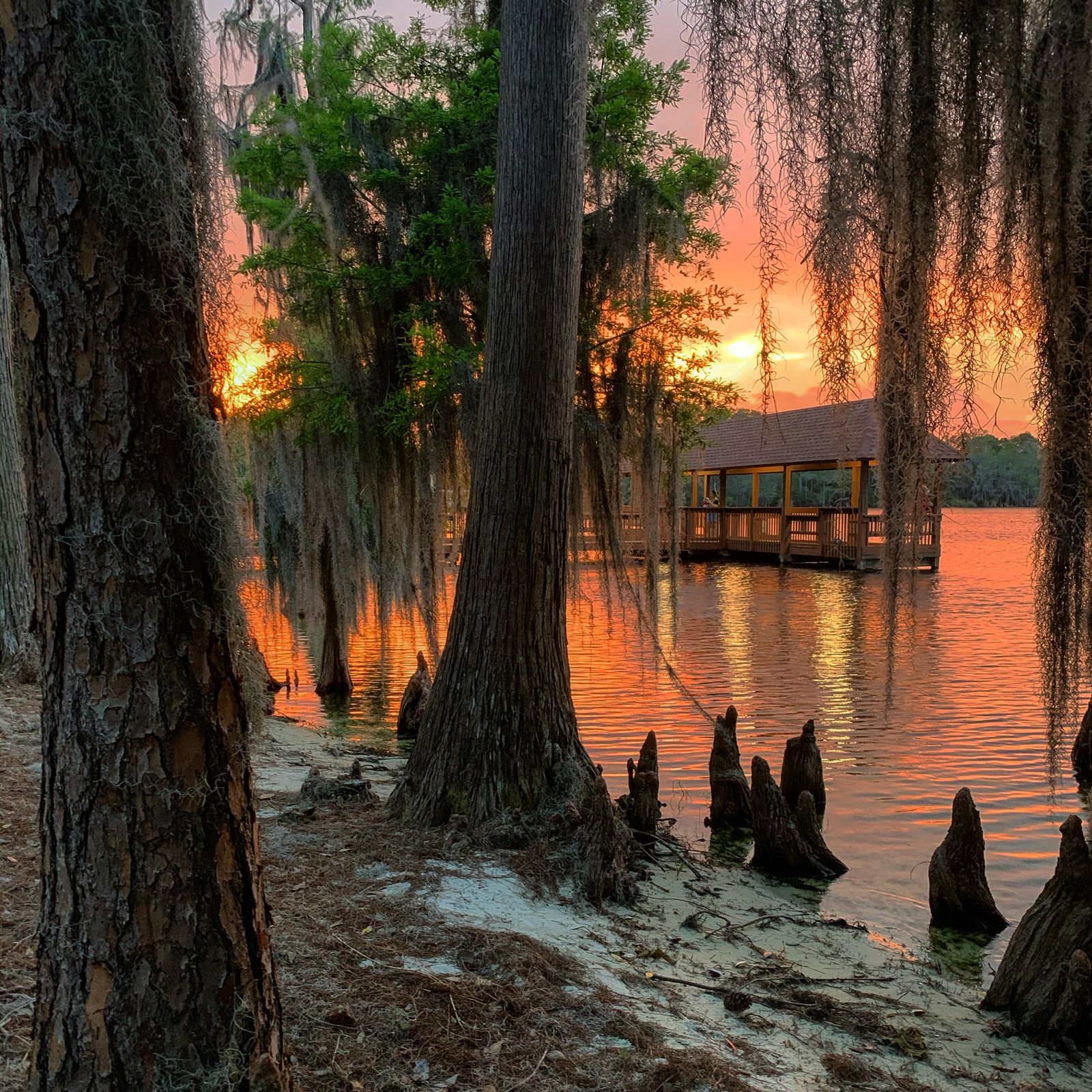 A cypress swamp at sunset, Spanish moss hanging from the trees over still orange water, a wooden pavilion standing out on the flooded ground