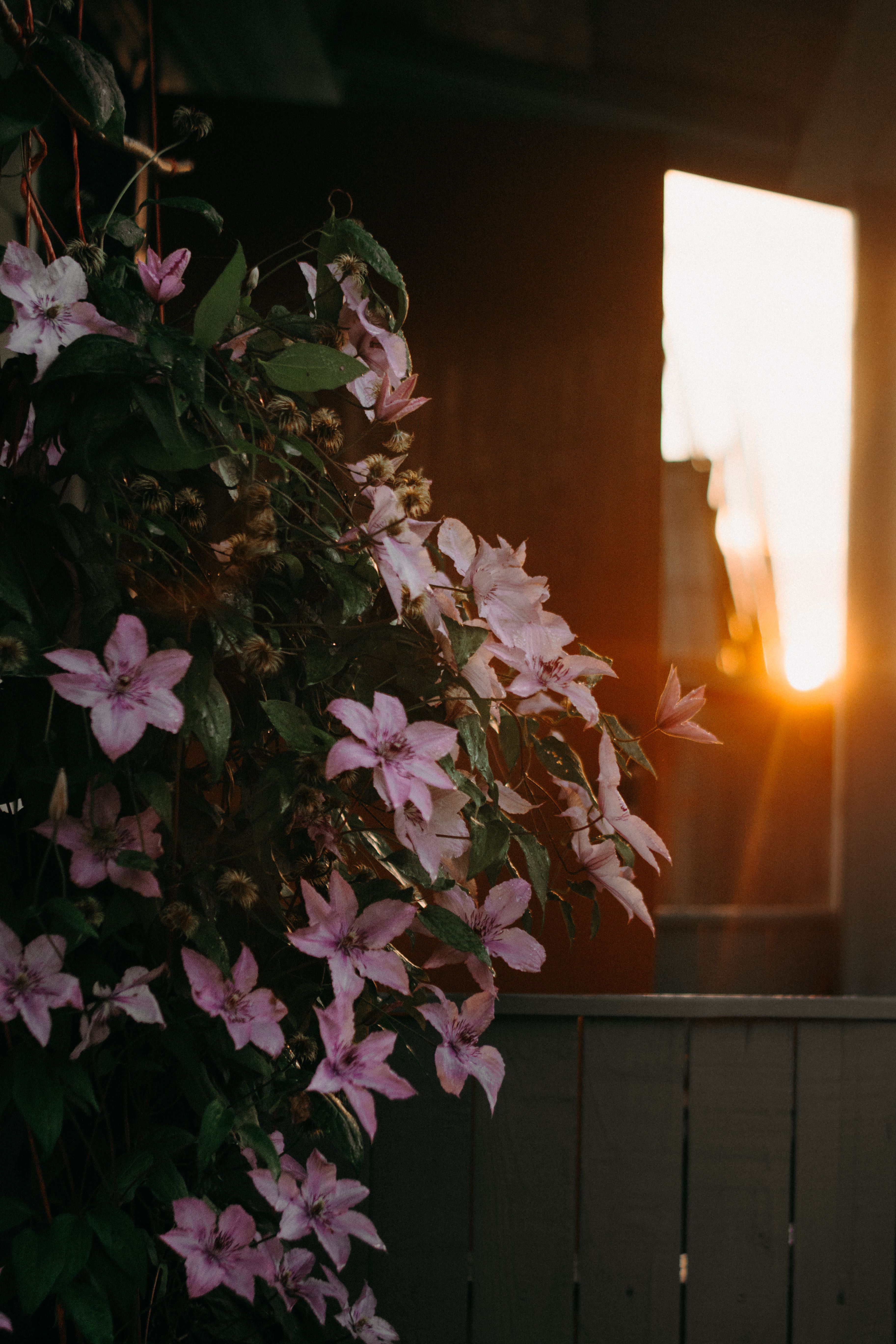 Beautiful pink flowers illuminated by the setting sun, creating a warm and serene scene.