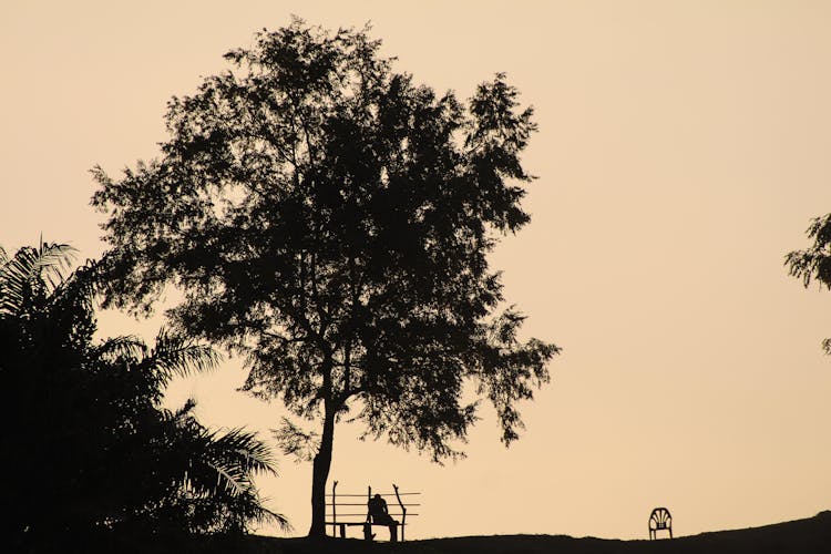 Silhouette Of Person Sitting Under The Tree 