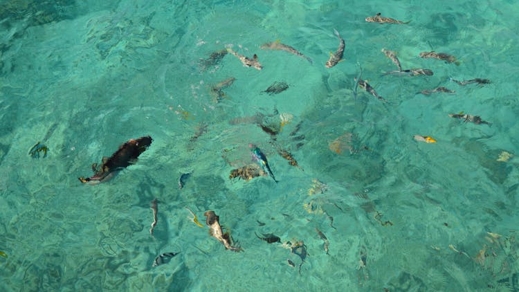 Fish Swimming In A Clear Turquoise Water