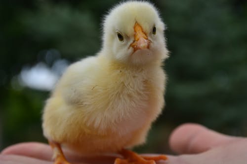 Fotografía De Enfoque Superficial De Persona Sujetando Pollito