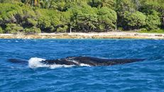 Close-up of a humpback whale near a vibrant, lush shoreline.