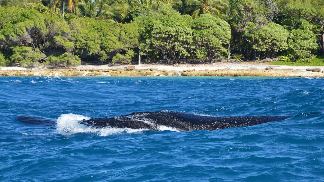 Whale near Sea Shore