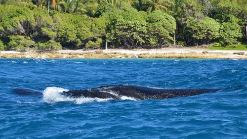 Free Close-up of a humpback whale near a vibrant, lush shoreline. Stock Photo