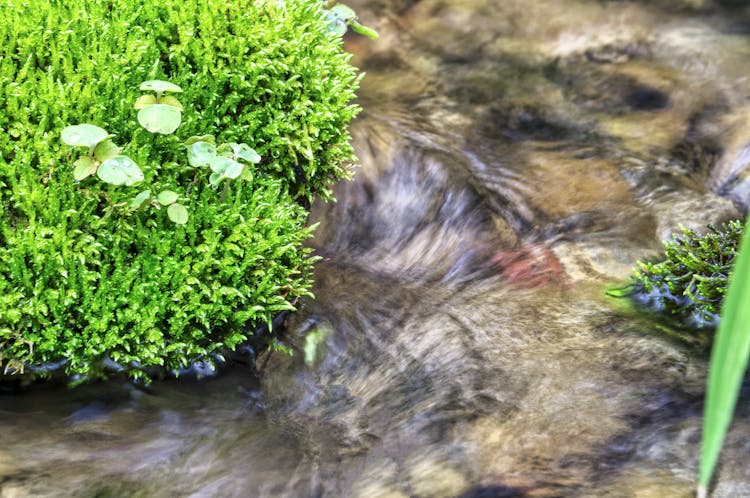 Steam Current And Green Moss