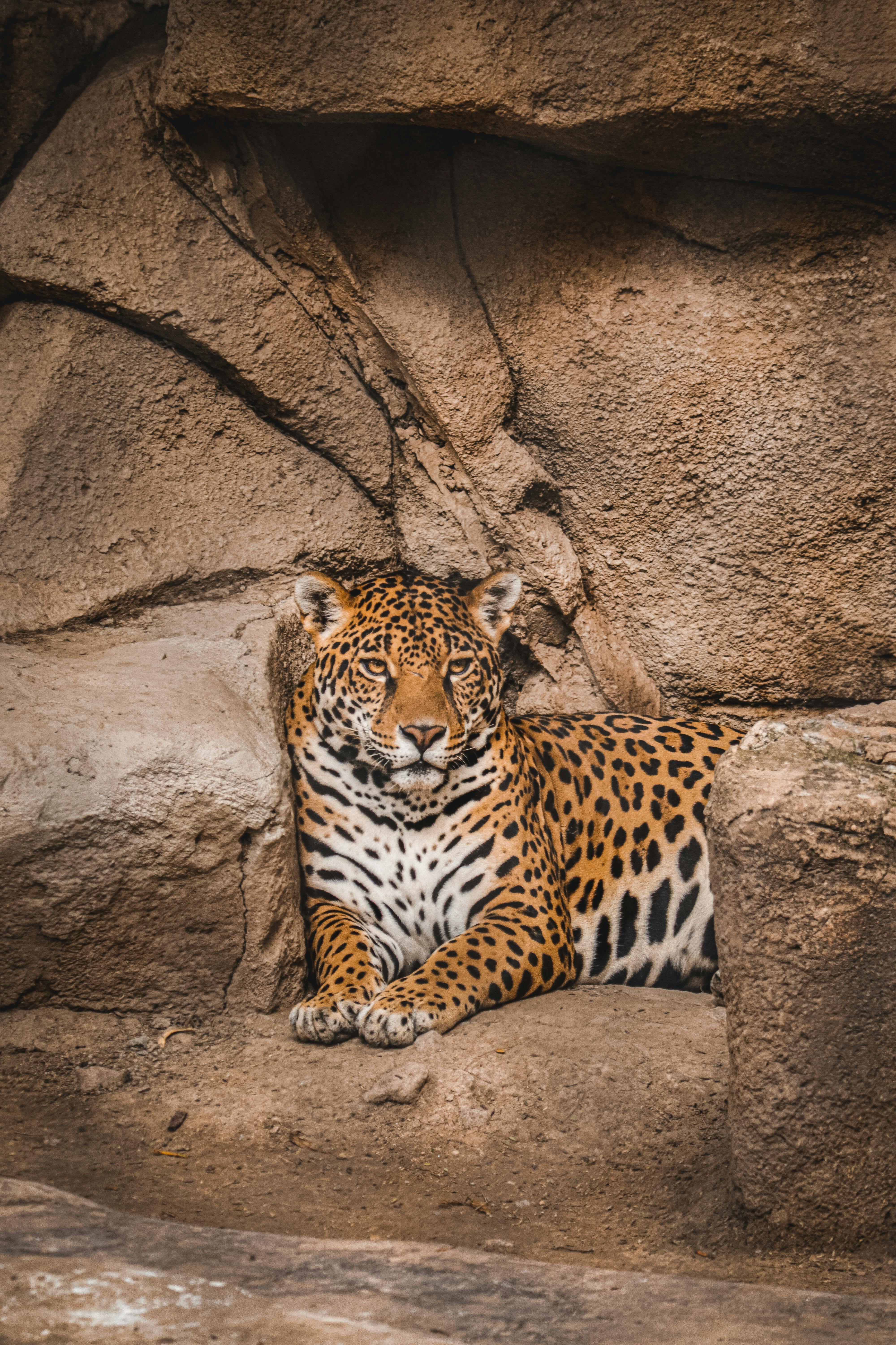 Jaguar Photos, Download The BEST Free Jaguar Stock Photos & HD Images Jaguar Photos, Download The BEST Free Jaguar Stock Photos & HD Images
