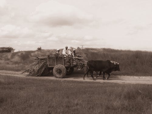 Sepia Toned Photograph of Villagers on a Wagon Pulled by a Bull at Harvest