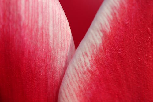 Extreme Close up of Red Flower Petals