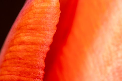 Free Detailed macro shot of an orange tulip petal showcasing vibrant texture and color. Stock Photo