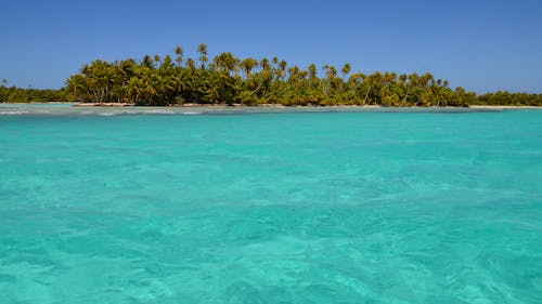 Exotic Island with Palm Trees