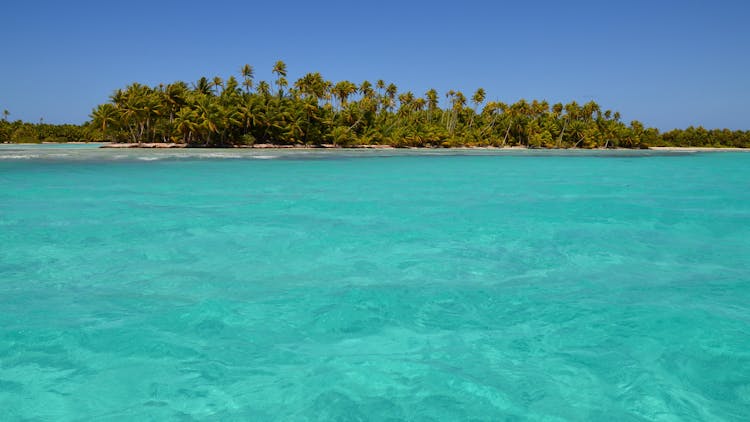 Exotic Island With Palm Trees