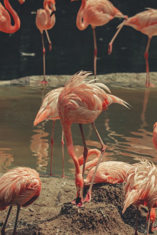 Free A serene flock of flamingos feeding near a water body, highlighting their grace and beauty. Stock Photo