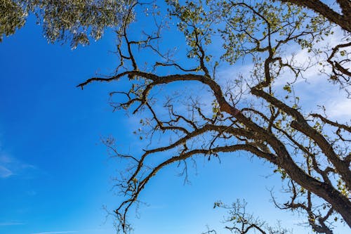 Brown Tree Under Blue Sky