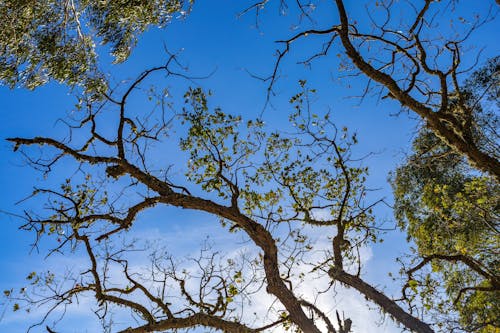 Gratuit Imagine de stoc gratuită din arbore, cer albastru, crengi de copac Fotografie de stoc