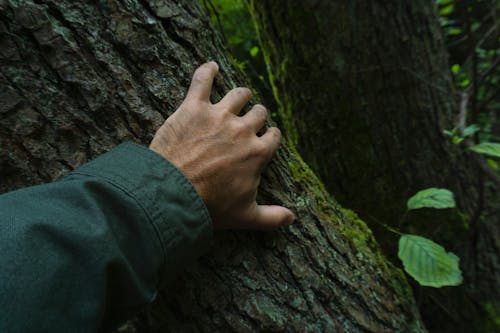 Person Holding On A Tree 