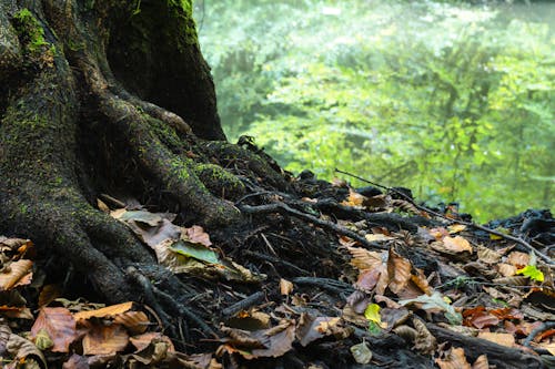 Ücretsiz Ağacın Yanında Kuru Yaprakların Fotoğrafı Stok Fotoğraflar