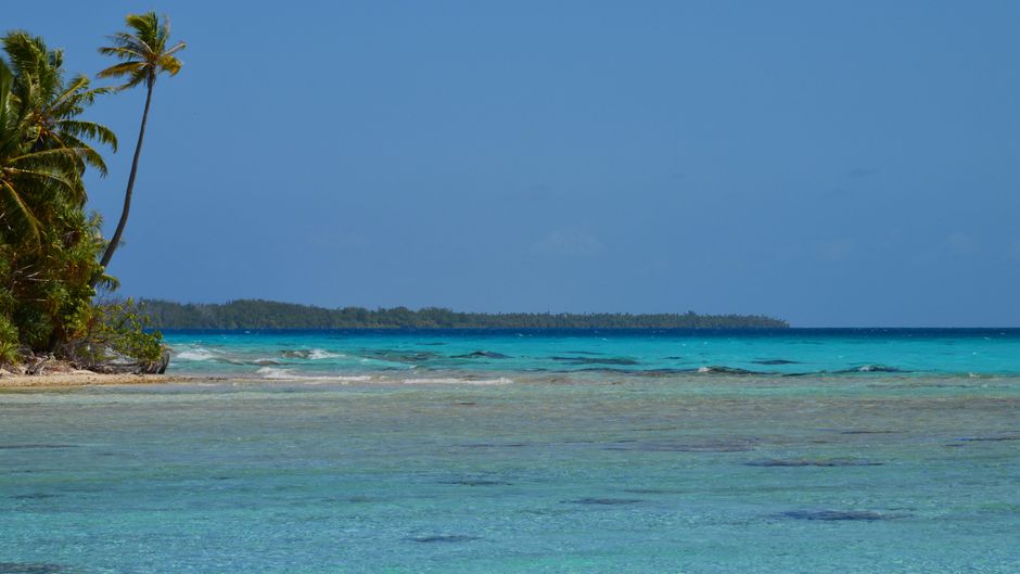 Beautiful tropical beach scene with palm trees and clear blue waters, perfect for nature lovers.