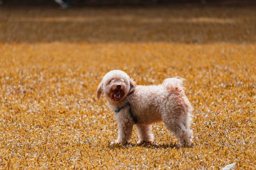 Kleiner Hund, Der über Gras Steht