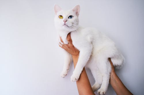 бесплатная Человек, держащий белый кот Стоковое фото