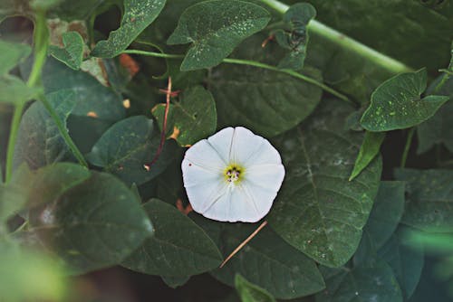 White Petaled Flower 