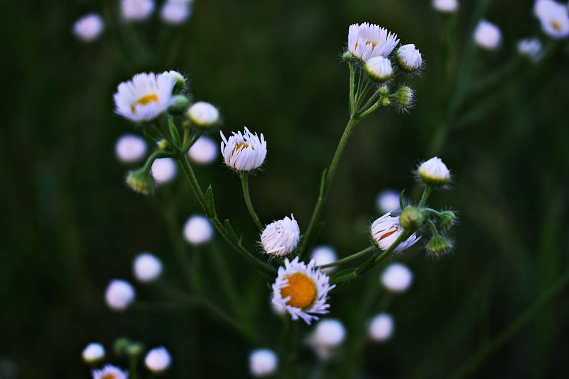 Fotobanka s bezplatnými fotkami na tému flóra, hracie pole, ihrisko