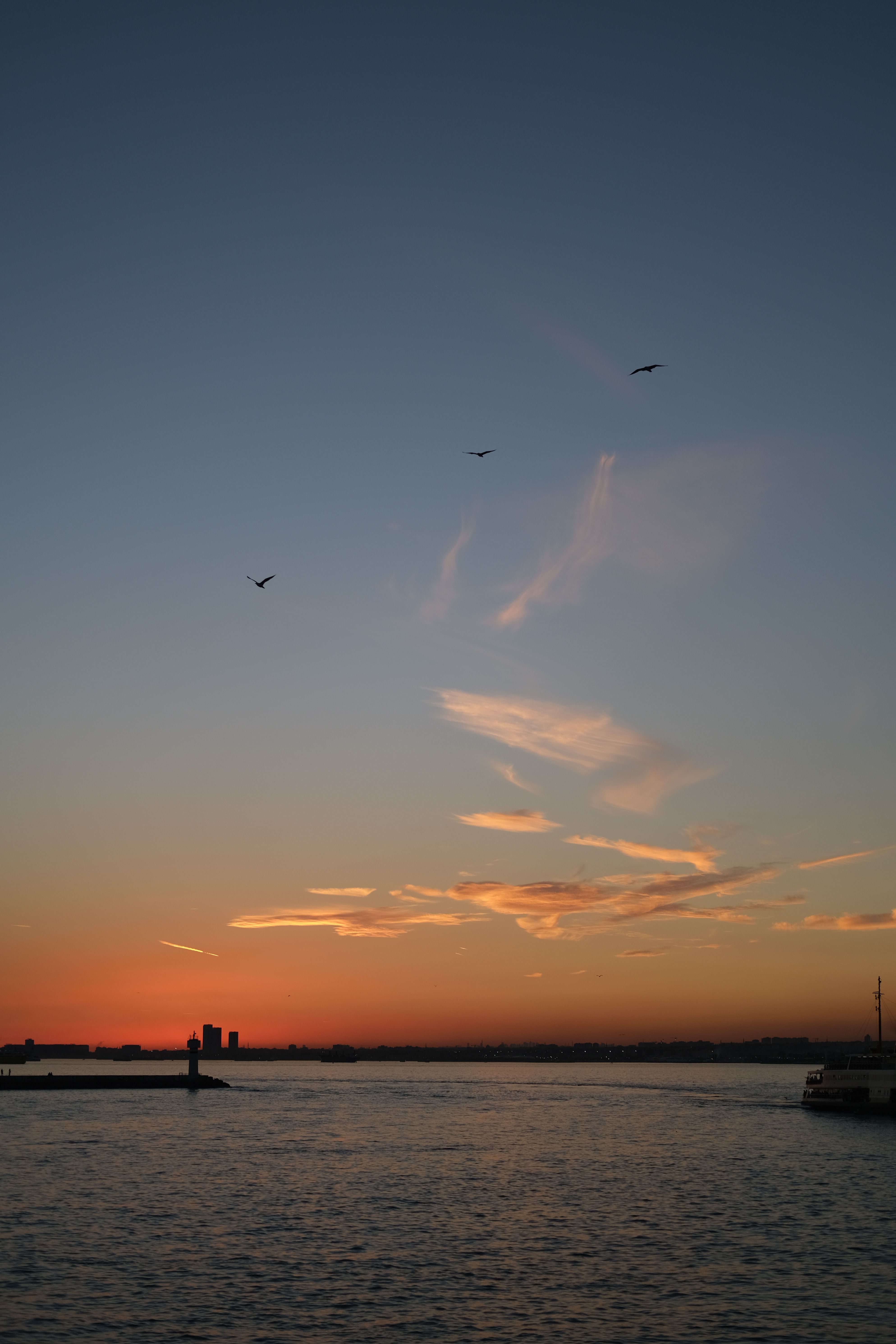 Silhouette of Birds Flying over the Sea during Sunset · Free Stock Photo