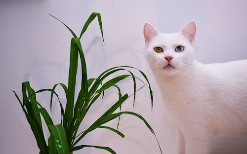 Základová fotografie zdarma na téma domácí mazlíček, domácí zvíře, heterochromie