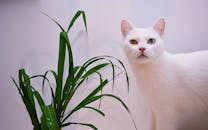 一只患有异色症的白色猫正盯着室内盆栽旁边
