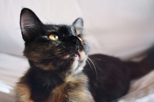 Free Adorable fluffy domestic cat with bright eyes gazing attentively. Perfect pet portrait capturing feline elegance. Stock Photo