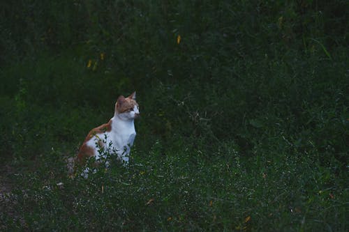 бесплатная Оранжевый кот Стоковое фото