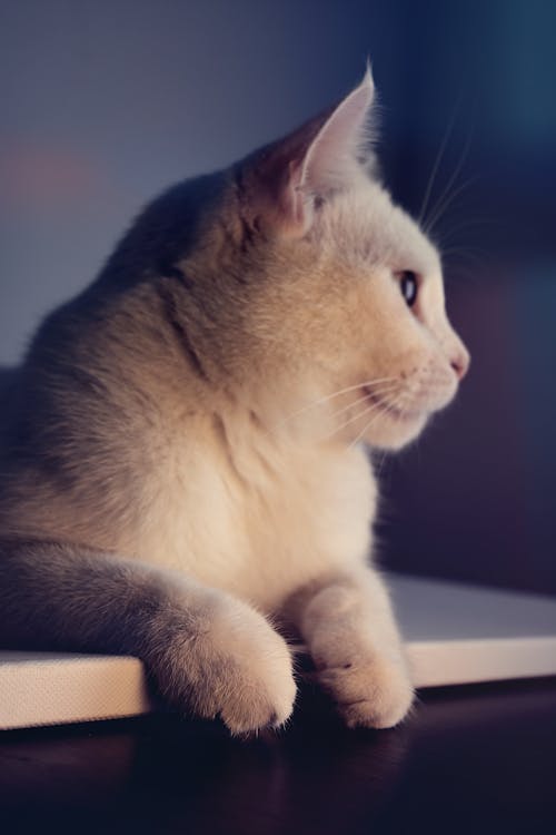 Безкоштовне стокове фото на тему «домашня тварина, кицька, кішка»