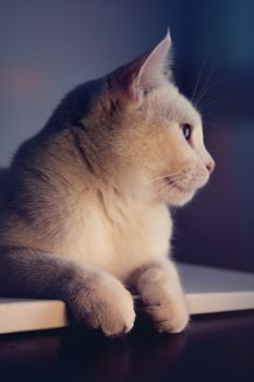 一只白色家猫侧卧在柔和的灯光下，迷人的轮廓格外显眼