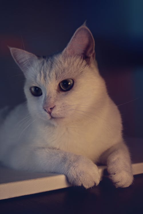 무료 하얀 고양이 스톡 사진