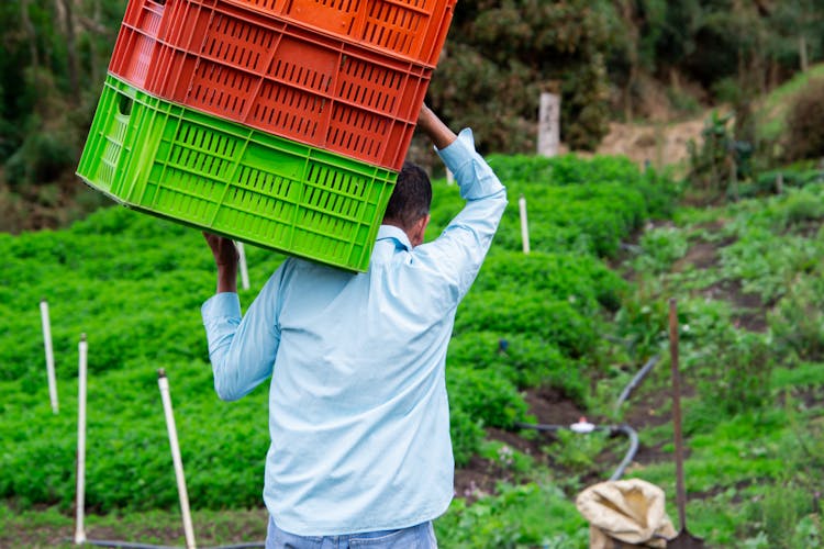 A Man In Blue Long Sleeve Shirt Holding Carrying Plastic Crates