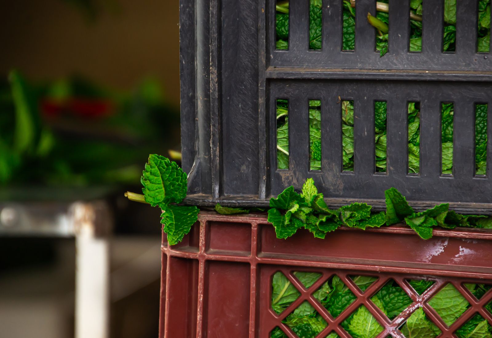 Fresh mint leaves packed in a crate for cold storage
