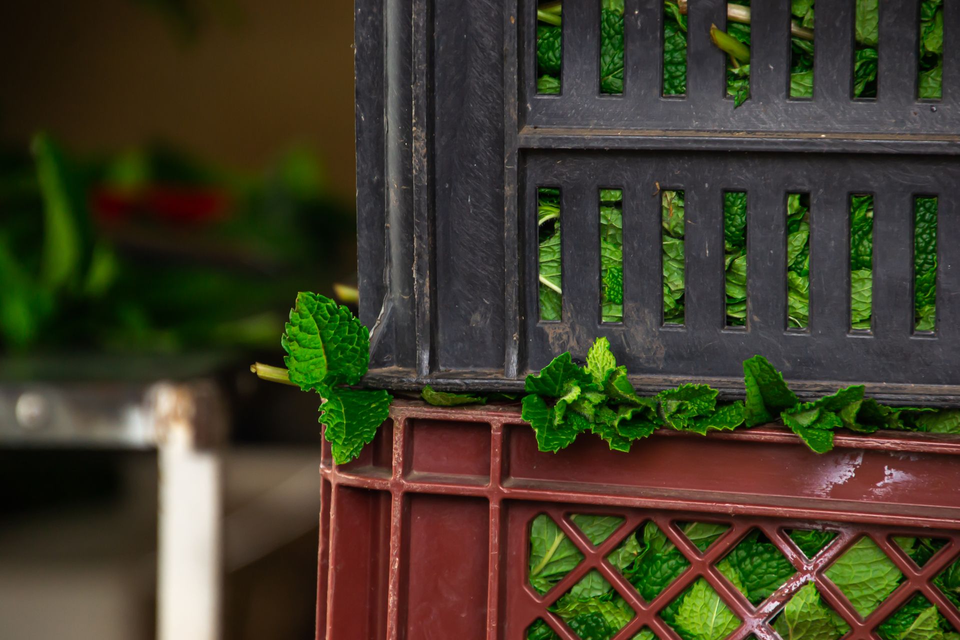 Green Plant Mint Leaves Black and Brown Crates