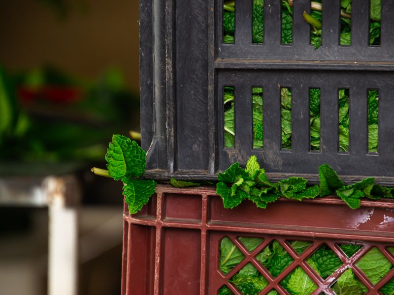 Packed herbs in crates inside the cold storage facility