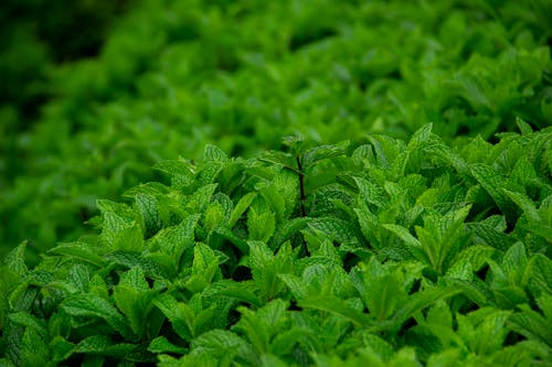 bitki örtüsü, kapatmak, Yeşil bitki içeren Ücretsiz stok fotoğraf