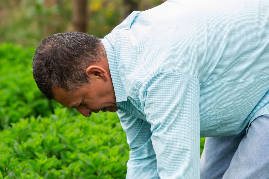 Creating a Thriving Vegetable Garden in Nigeria