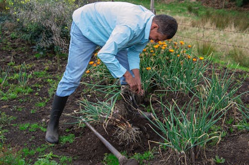 A Man in Blue Long Sleeve Shirt Harvesting Onions