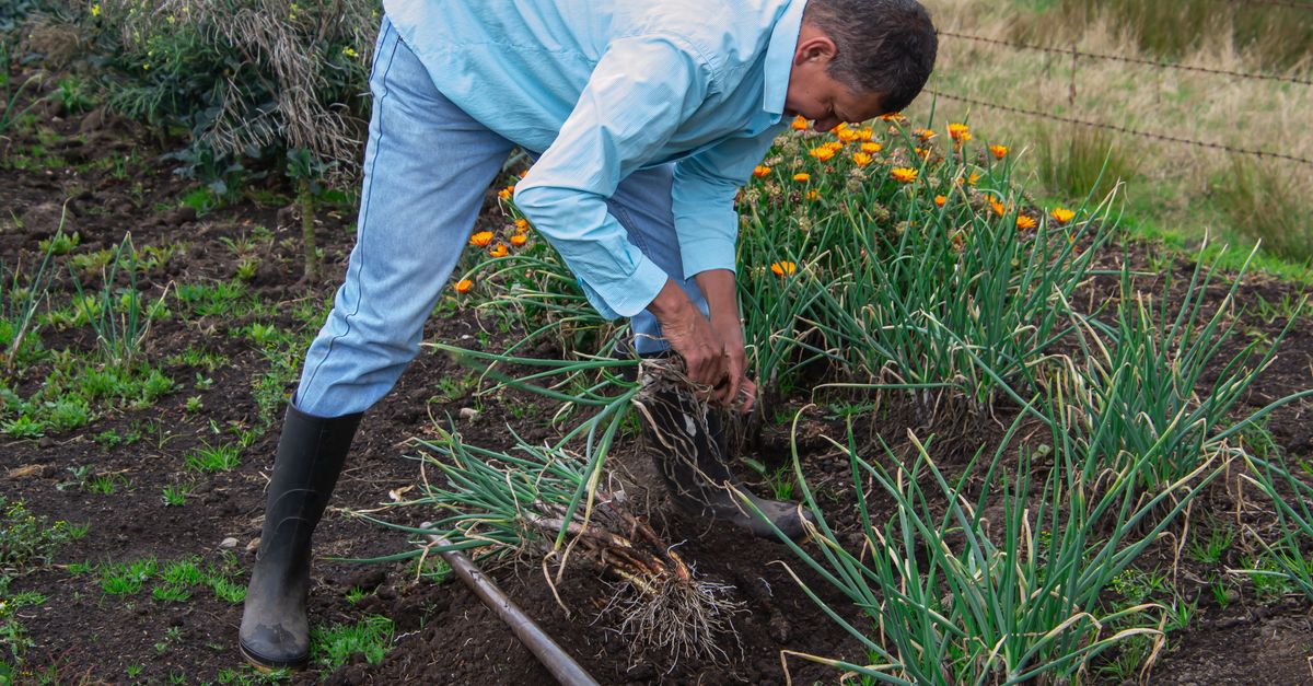 Why Your Home Garden is Failing Most People (And What Actually Works for Bountiful Harvests)