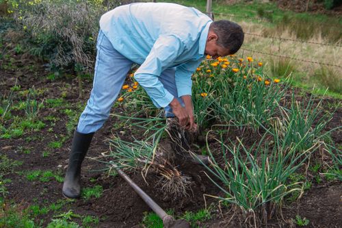 Free A farmer harvesting onions in a lush, outdoor garden setting during the day. Stock Photo