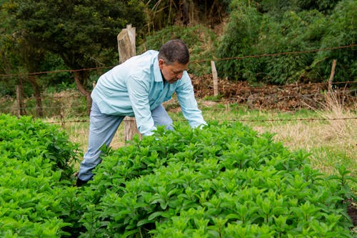 Foto profissional grátis de agricultor, agricultura, chácara