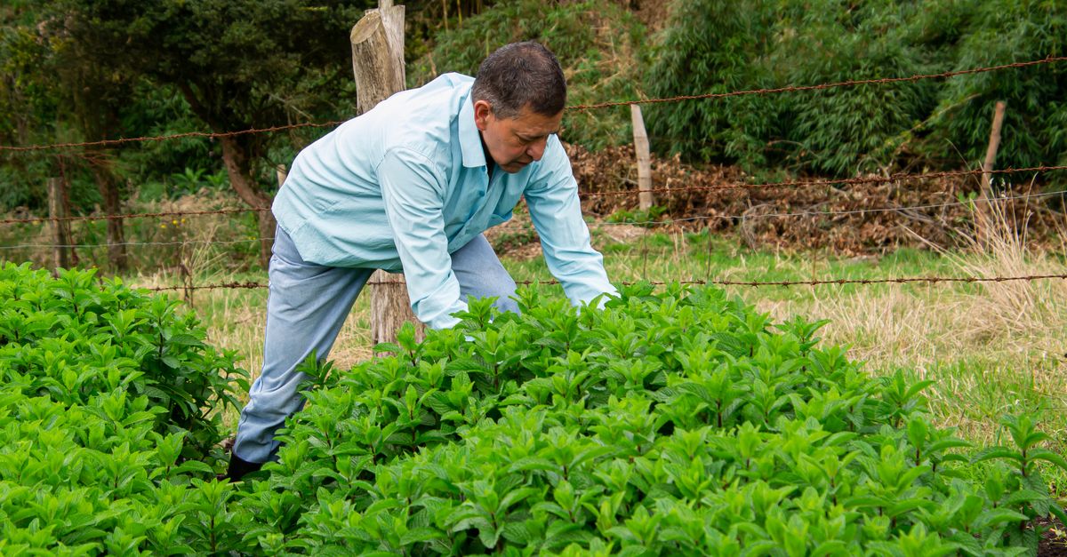 Grupo Dinant desarrolla iniciativas sostenibles enfocadas en innovación agroindustrial y competitividad regional Grupo Dinant desarrolla iniciativas sostenibles enfocadas en innovación agroindustrial y competitividad regional