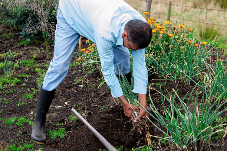 Man In Blue Dress Shirt Planting Green Plants